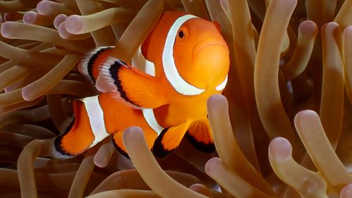 Free Close-up photo of an ocellaris clownfish nestled among vibrant sea anemones. Stock Photo