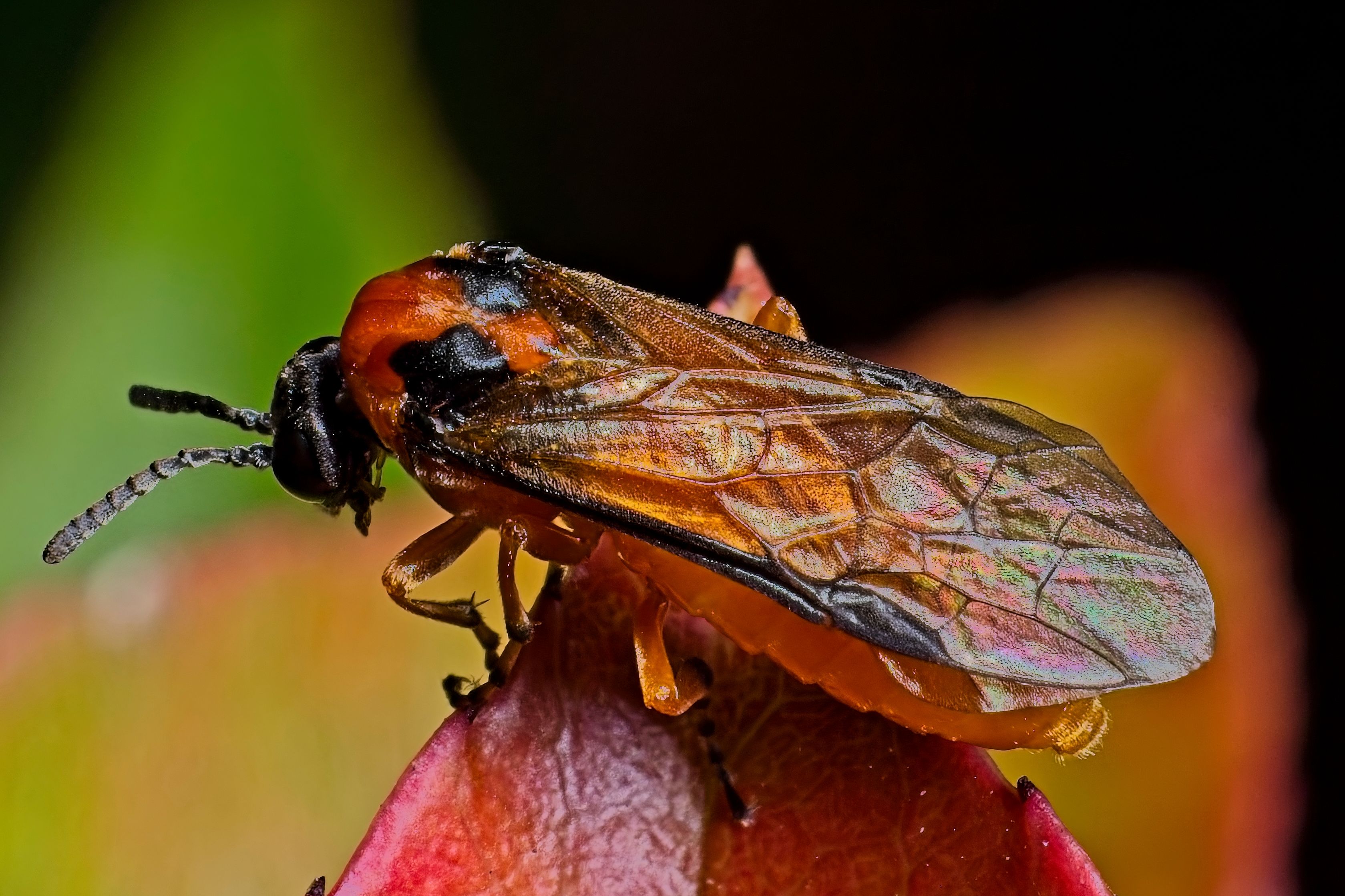 Close-up of a Colorful Insect on a Flower · Free Stock Photo