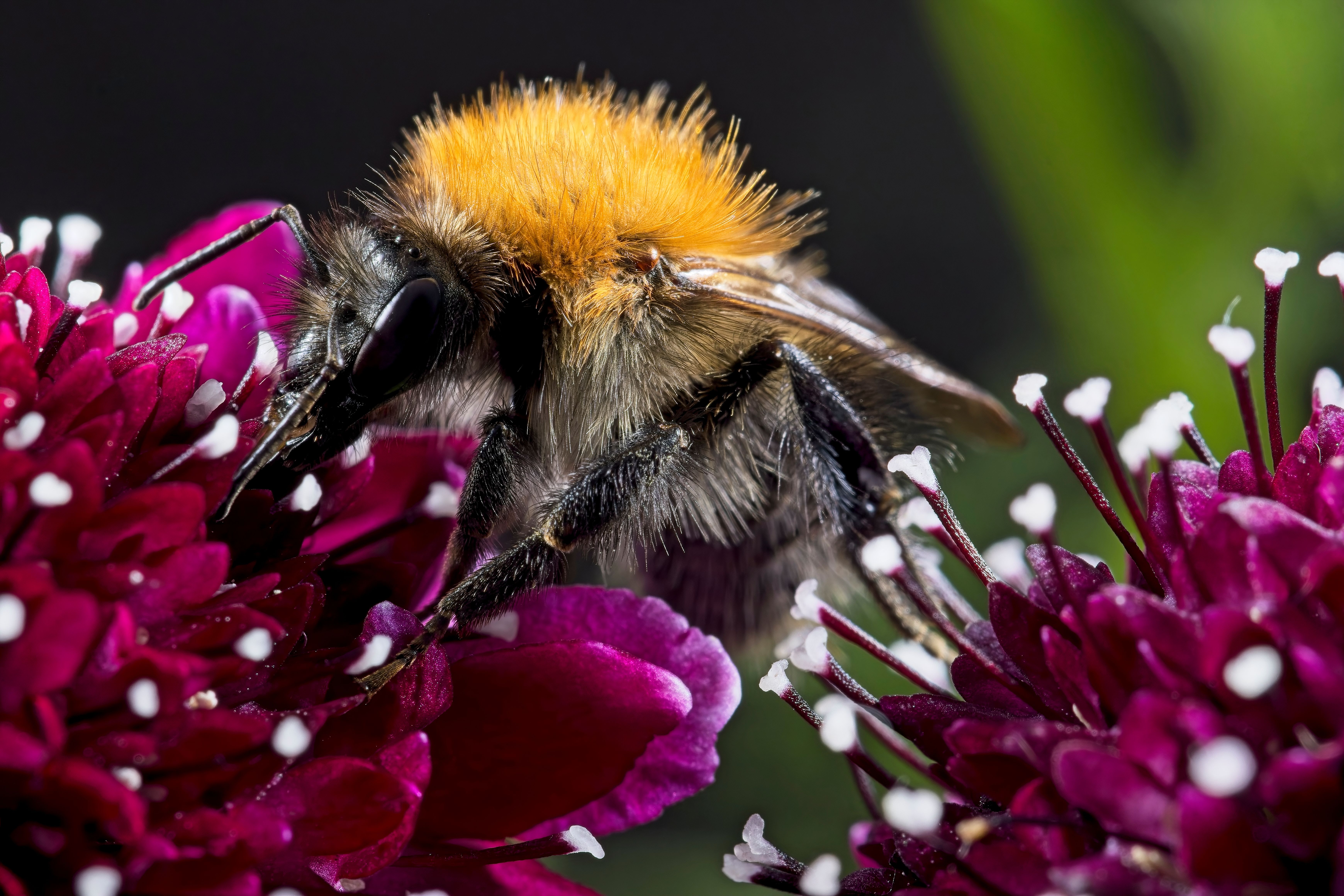 Close-up of a Bumblebee on Vibrant Flower · Free Stock Photo