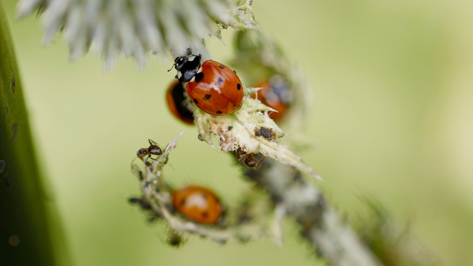 Detailed macro shot of ladybugs and ants on green stem with muted background.