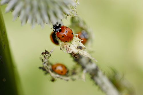 Free Detailed macro shot of ladybugs and ants on green stem with muted background. Stock Photo