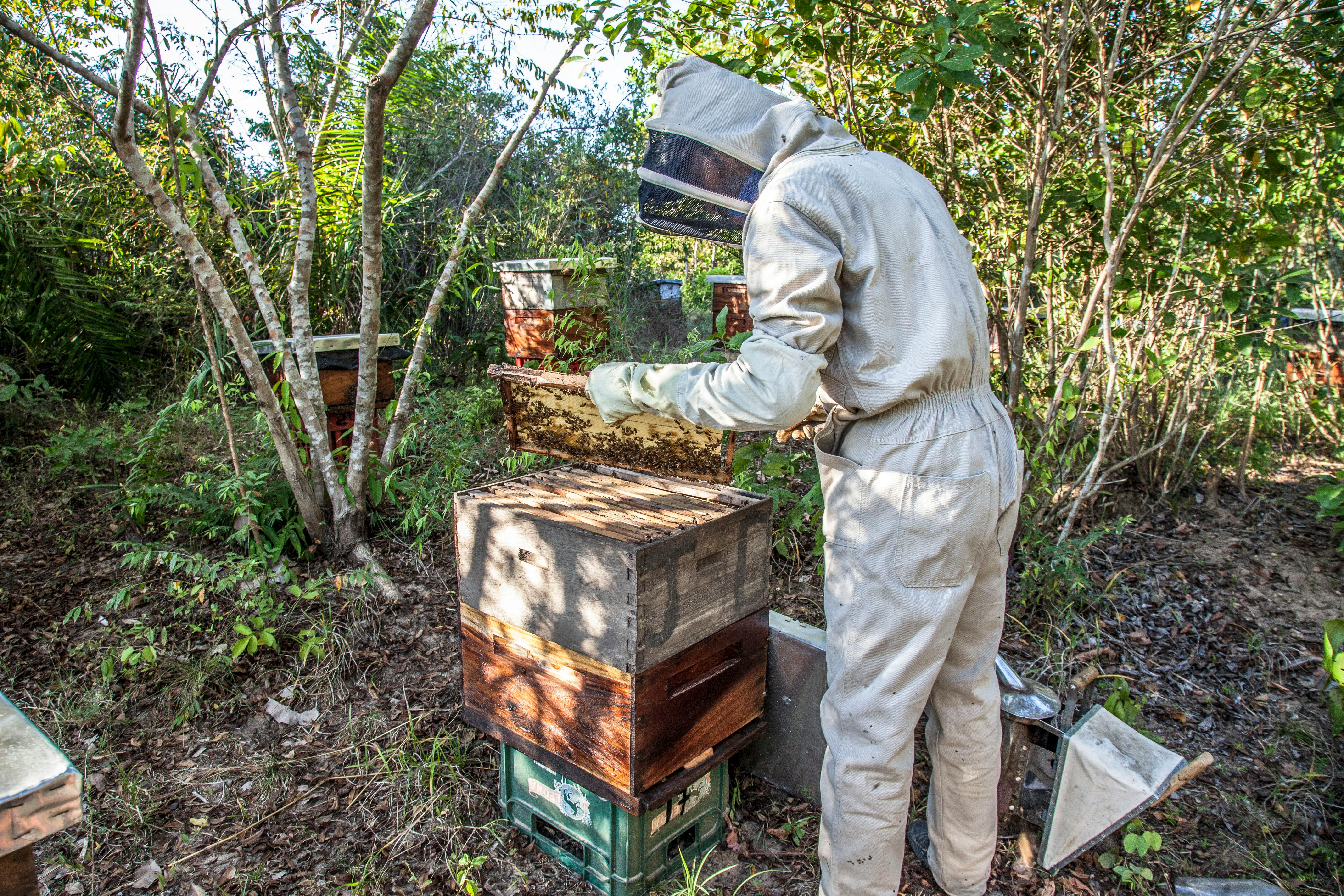 beekeeper checking on bees