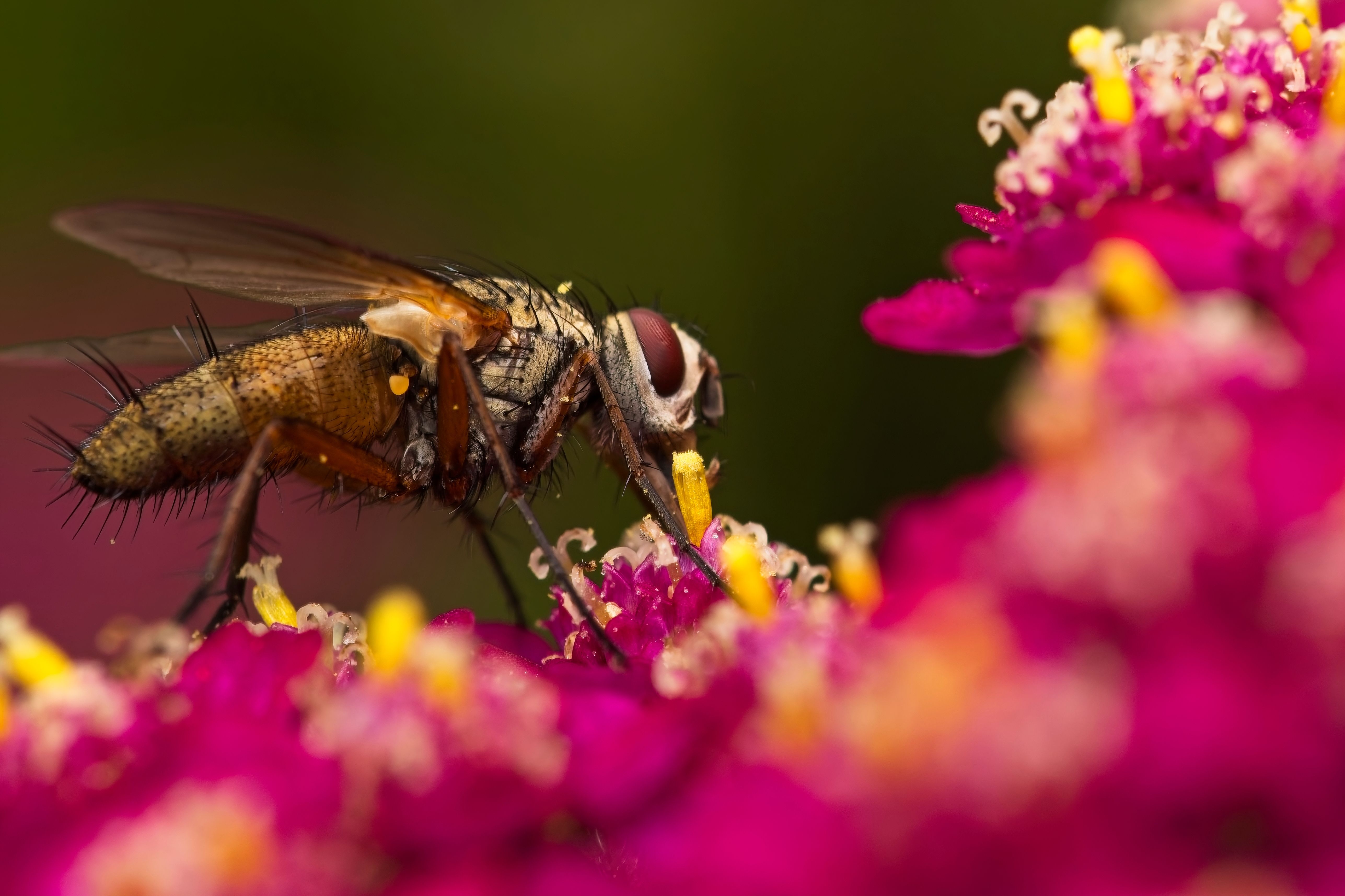 Close-up of Fly Pollinating Vibrant Flowers · Free Stock Photo