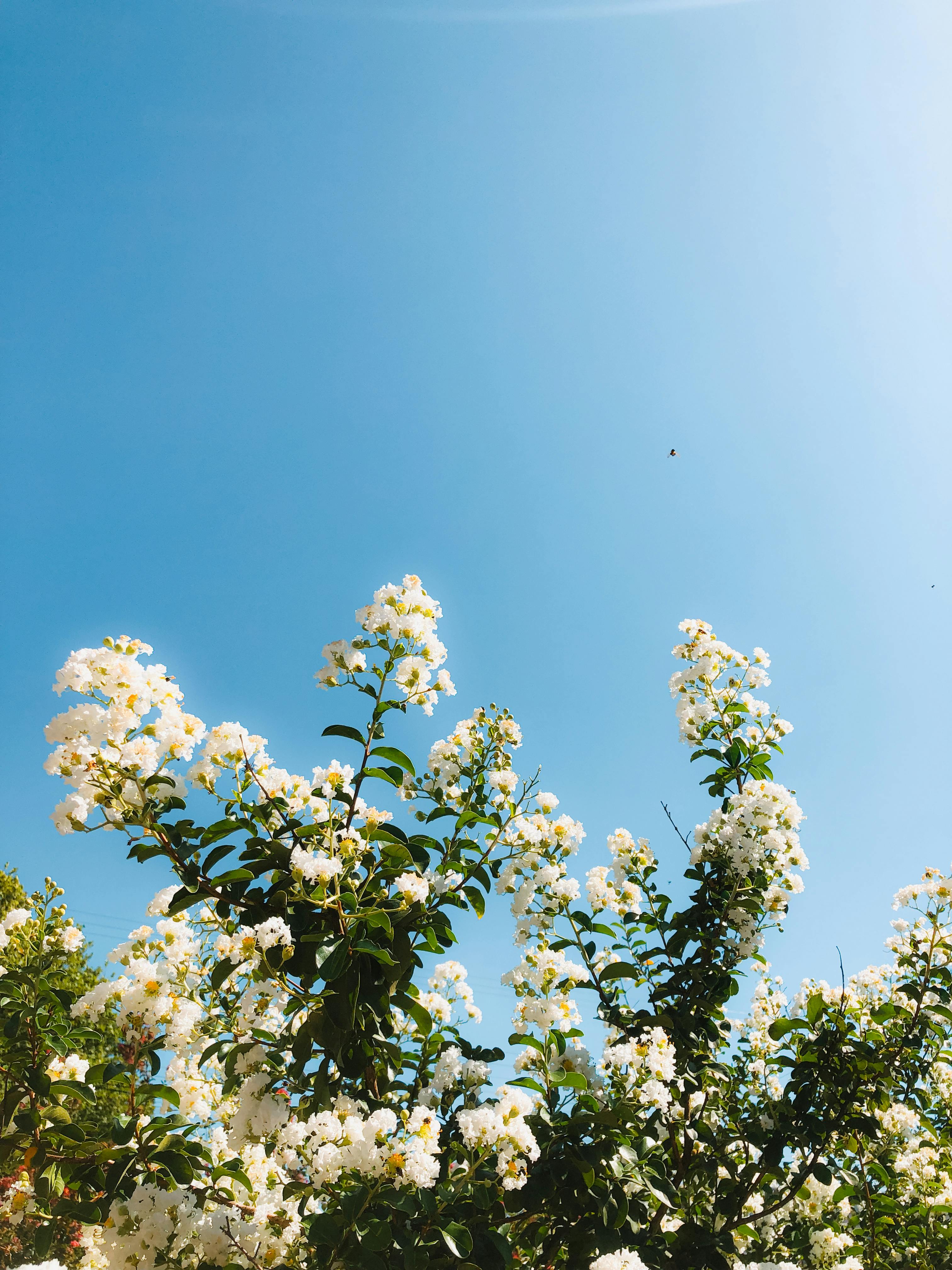 [ColoSach]-serene-view-of-blooming-white-flowers-reaching-towards-a-clear-blue-sky-on-a-sunny-day.
