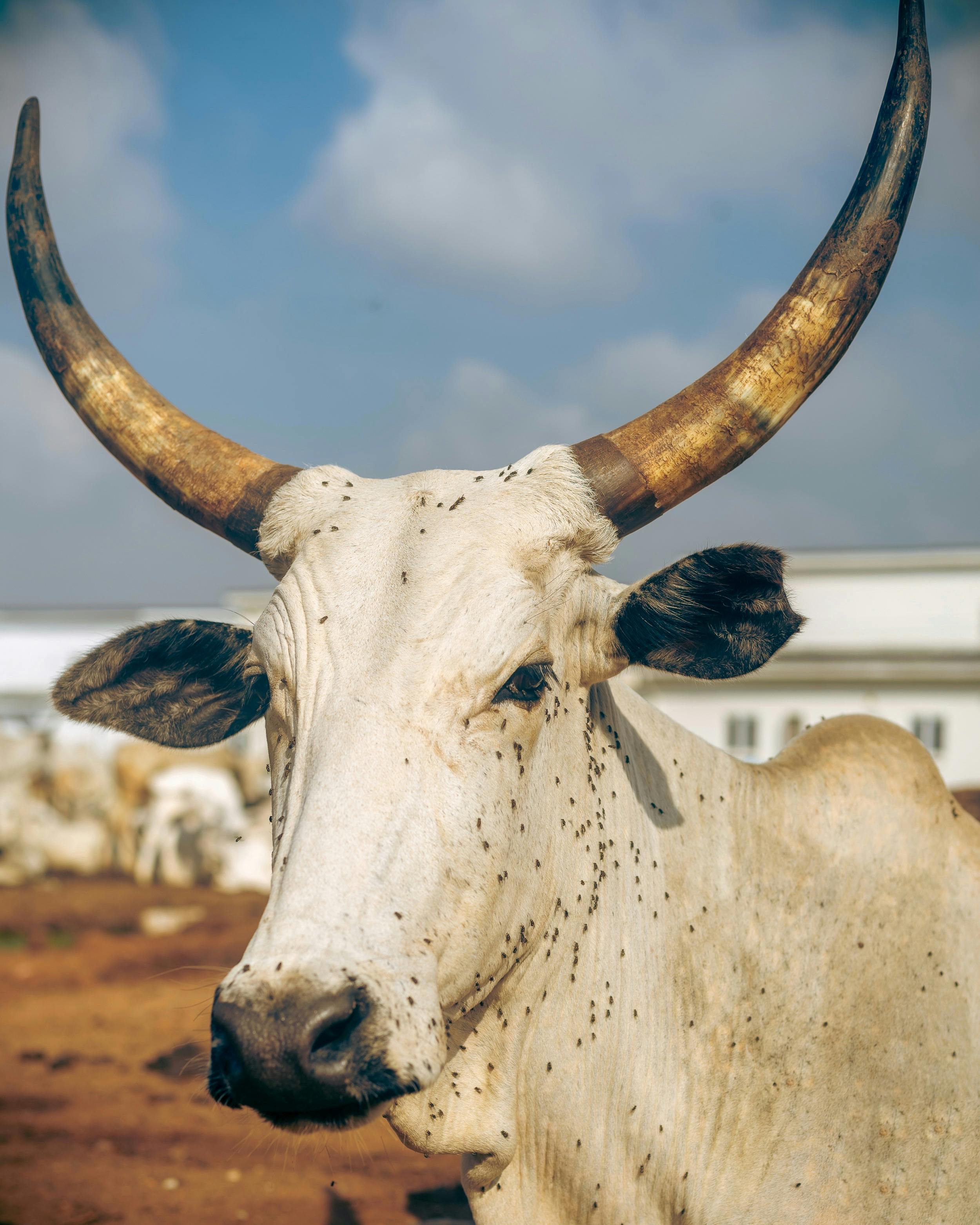 Gratuit Gros plan sur un bovin Watusi aux grandes cornes dans un cadre rural extérieur. Photos
