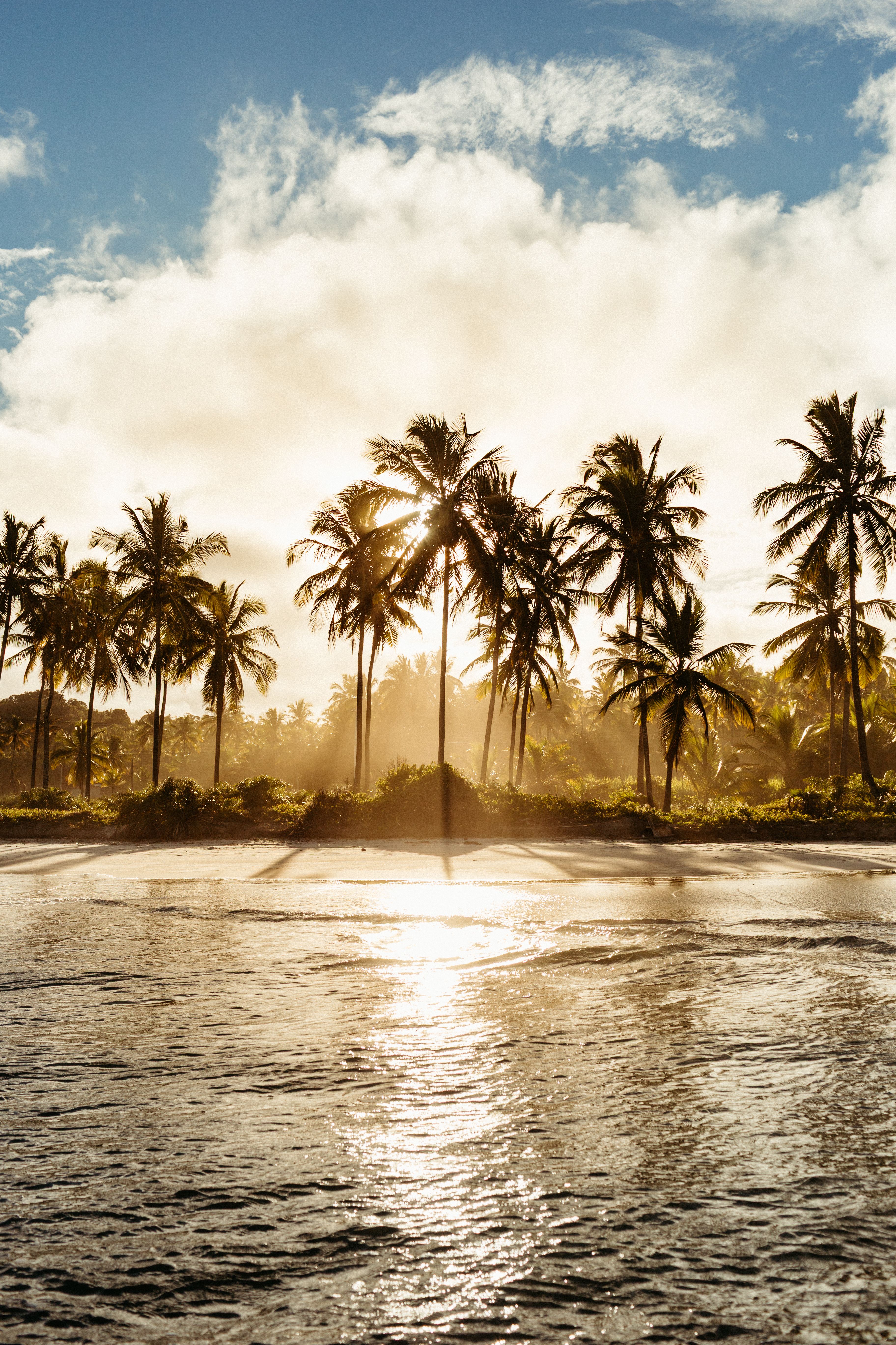 Sunlight Through Tropical Palm Trees on Beach · Free Stock Photo