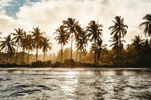 Free Sunlight filtering through palm trees on a tropical beach during sunset. Stock Photo