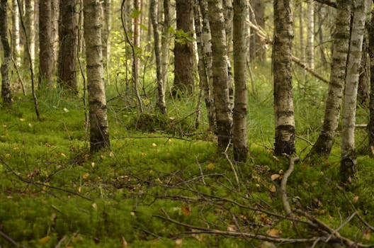 A serene view of a birch forest floor covered in moss, conveying tranquility.