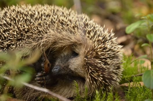 hedgehog photo