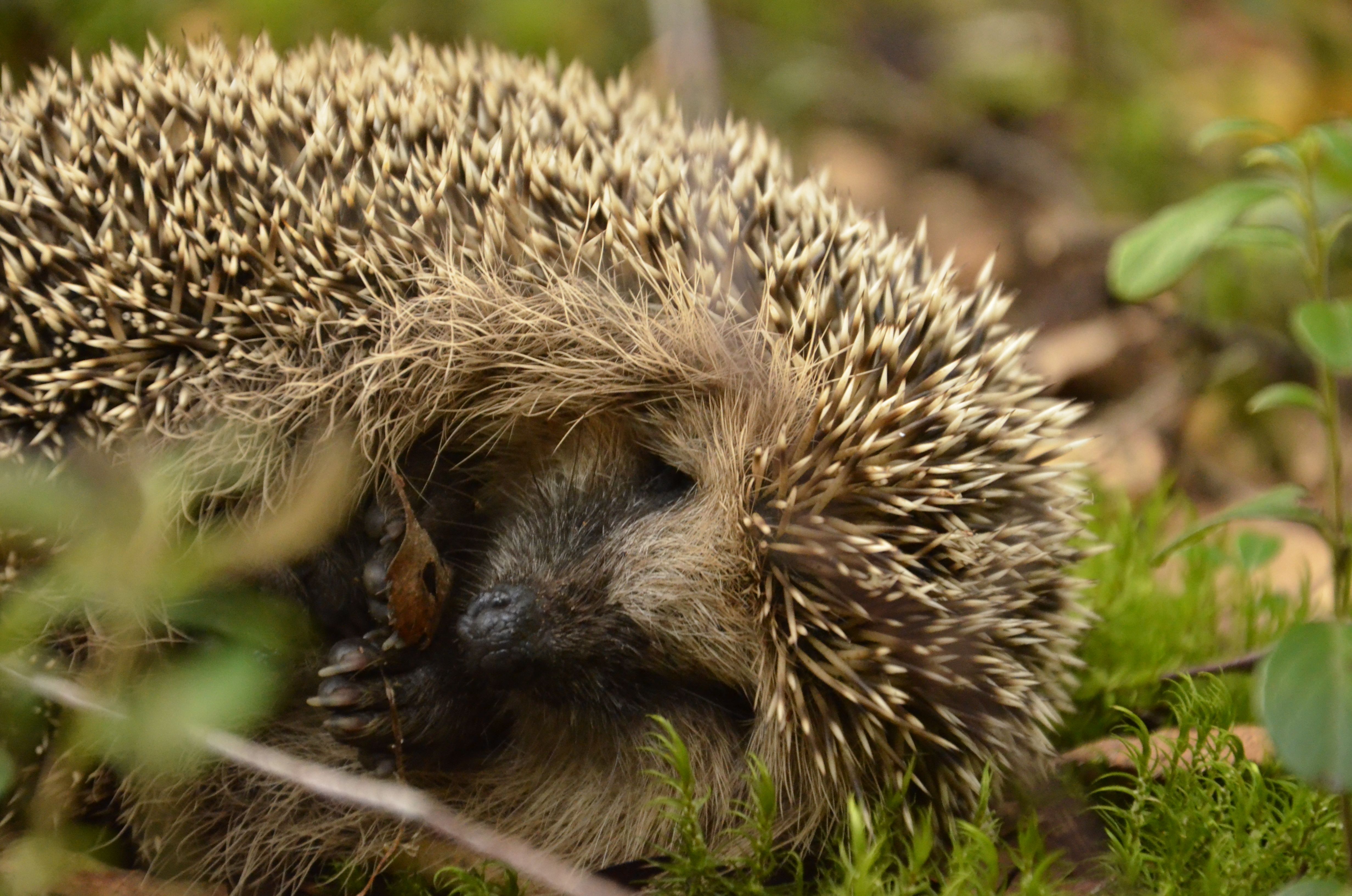 Close-up of a Sleeping Hedgehog in Natural Habitat · Free Stock Photo