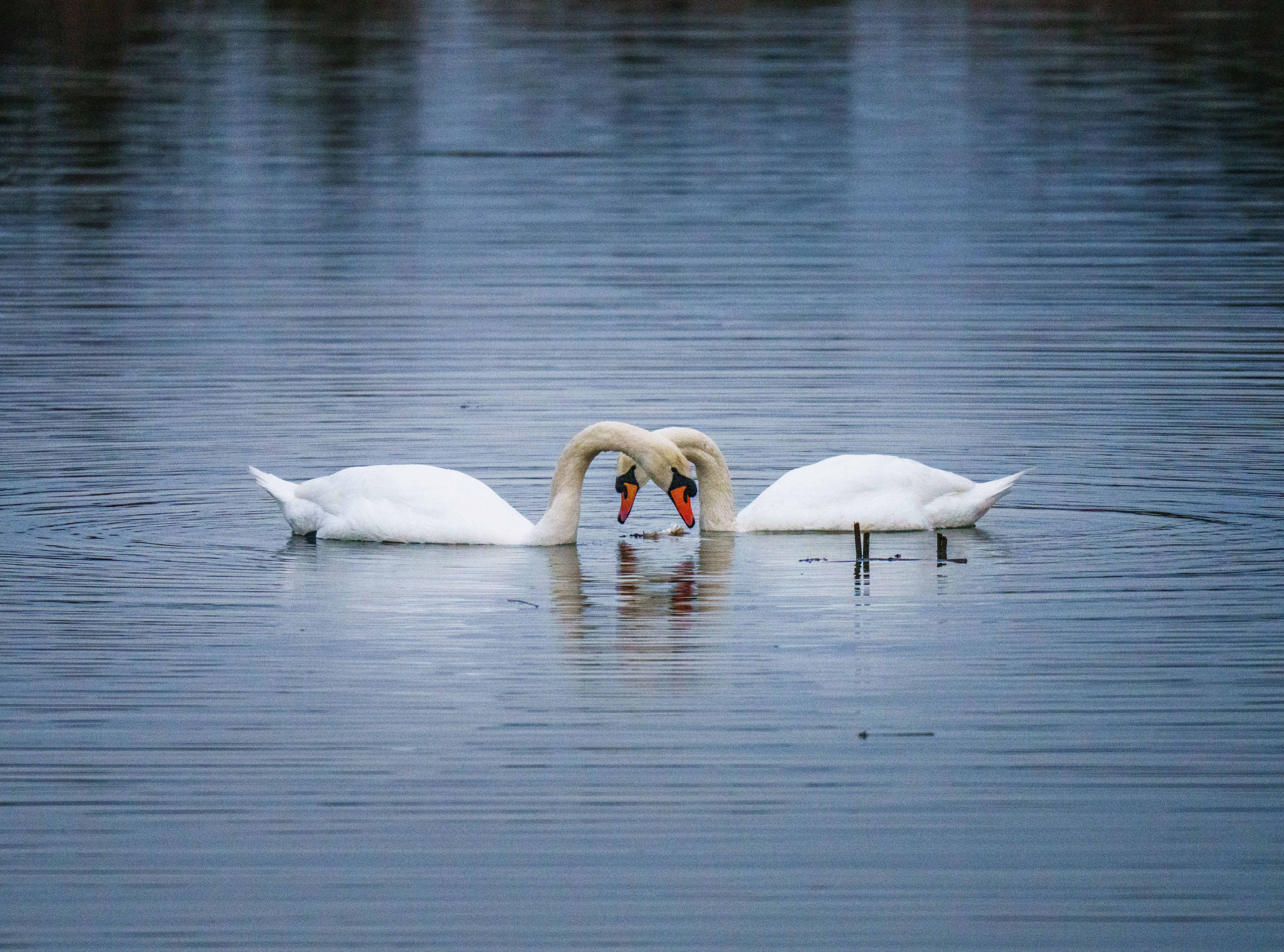 Two Mute Swans Displaying Heart-Shaped Pose · Free Stock Photo