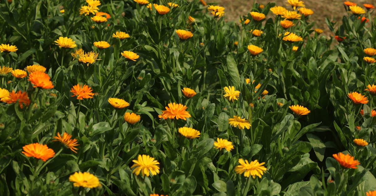 Plantas medicinales y sus usos en el jardín