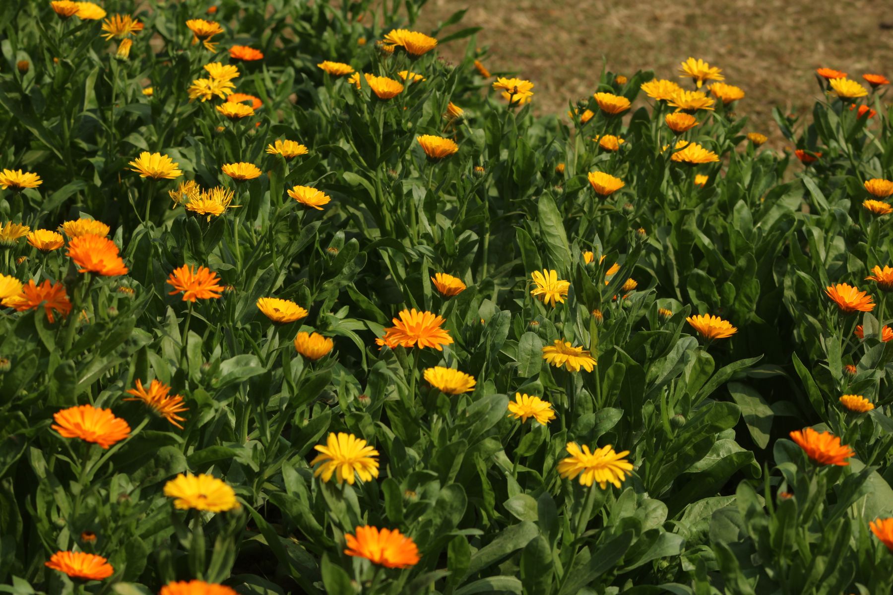 Orange calendula flowers in a garden