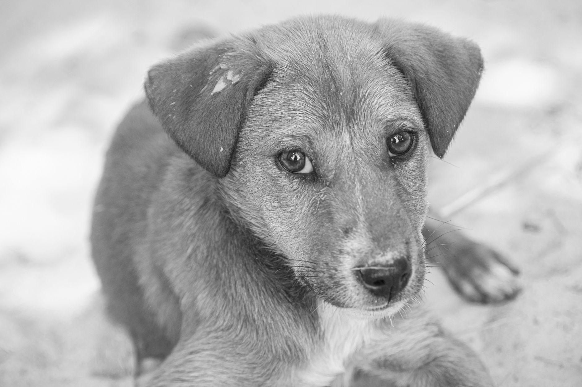 A dog undergoing diagnostic blood testing at a veterinary clinic