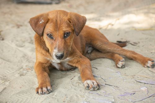 Free Cute brown puppy with white chest lying on sandy ground, showcasing its innocent and calm eyes. Stock Photo