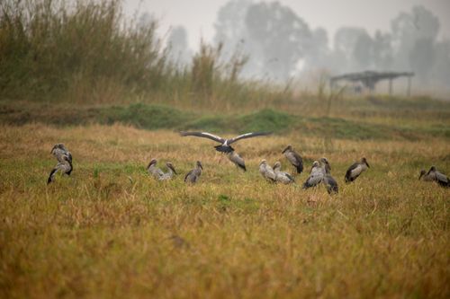 Free A flock of Asian Openbill Storks in a misty field in Thoubal, Manipur, India. Stock Photo