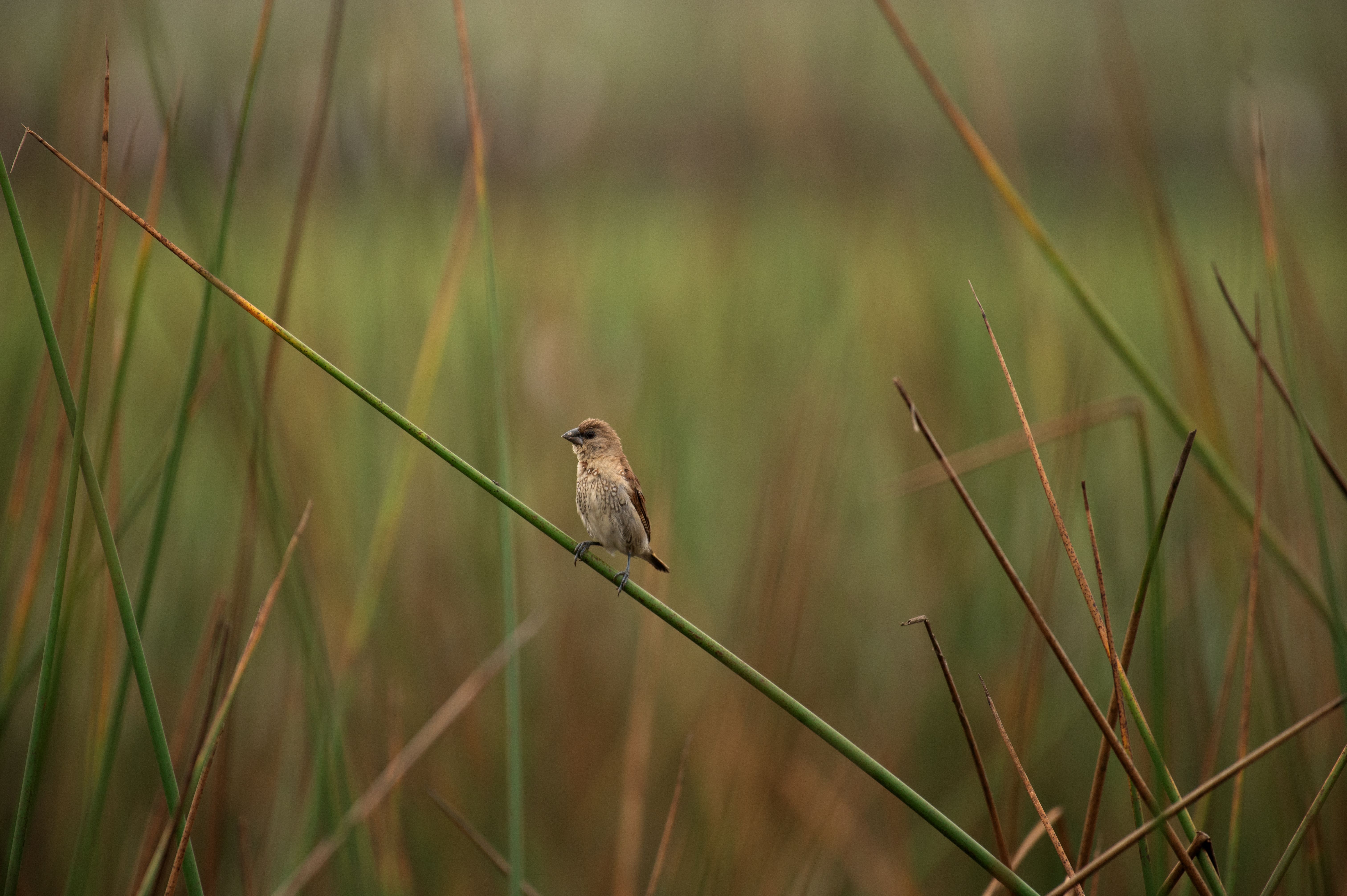 Shola grassland birdlife in the Western Ghats