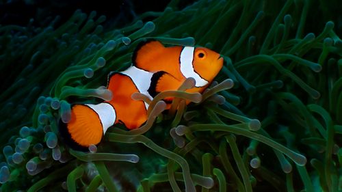 Free A vibrant clownfish (Amphiprioninae) nestled in a sea anemone in the Philippines. Stock Photo
