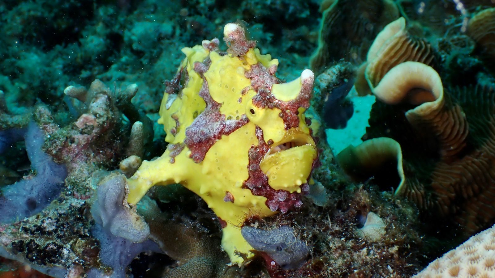Frogfish Corner