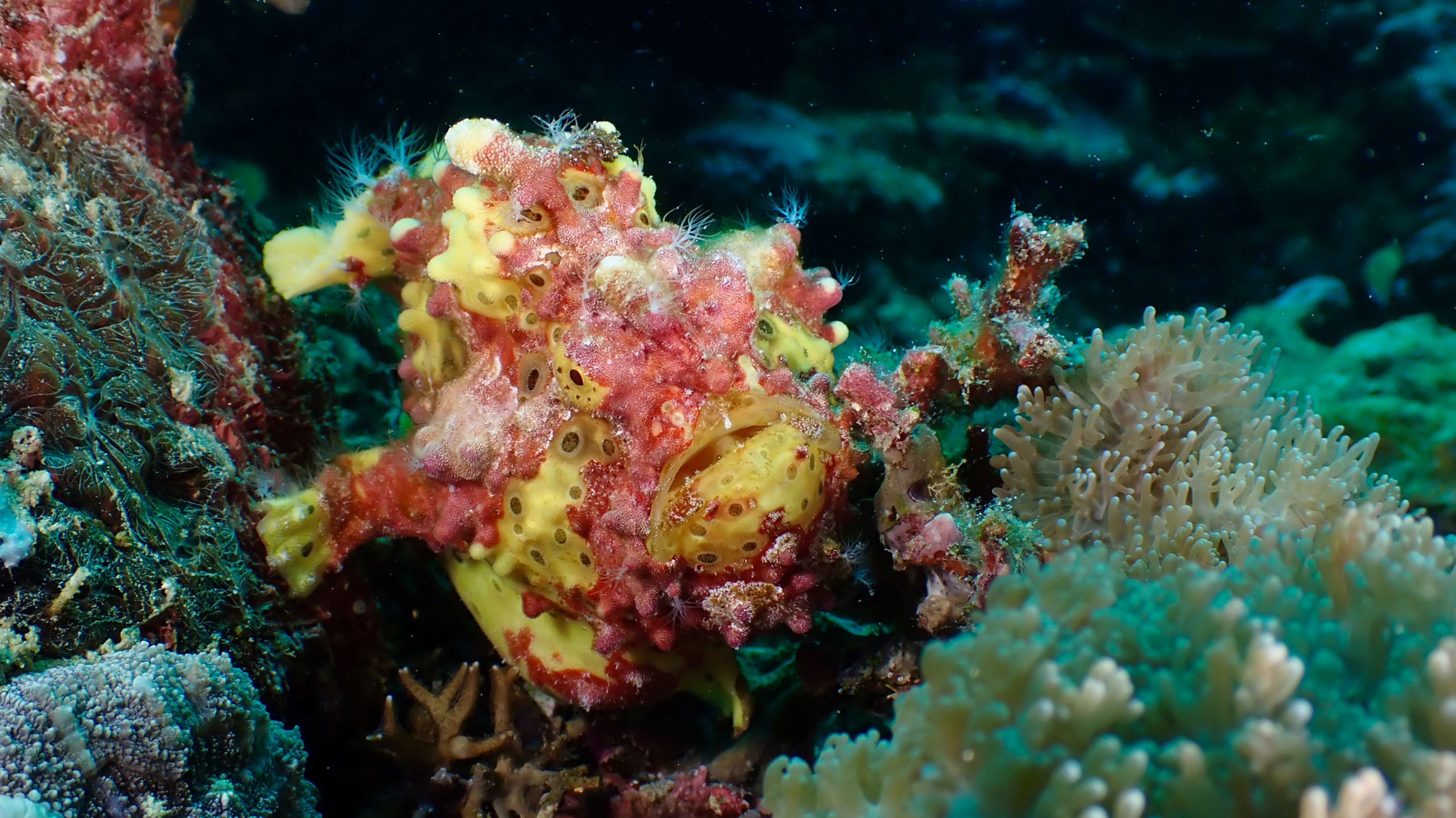 Colorful Warty Anglerfish in Vibrant Coral Reef · Free Stock Photo