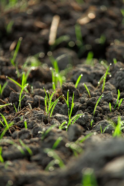 Young Green Seedlings Emerging from Fertile Soil · Free Stock Photo