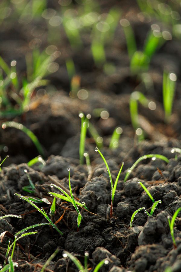 Fresh grass shoots coming up through soil