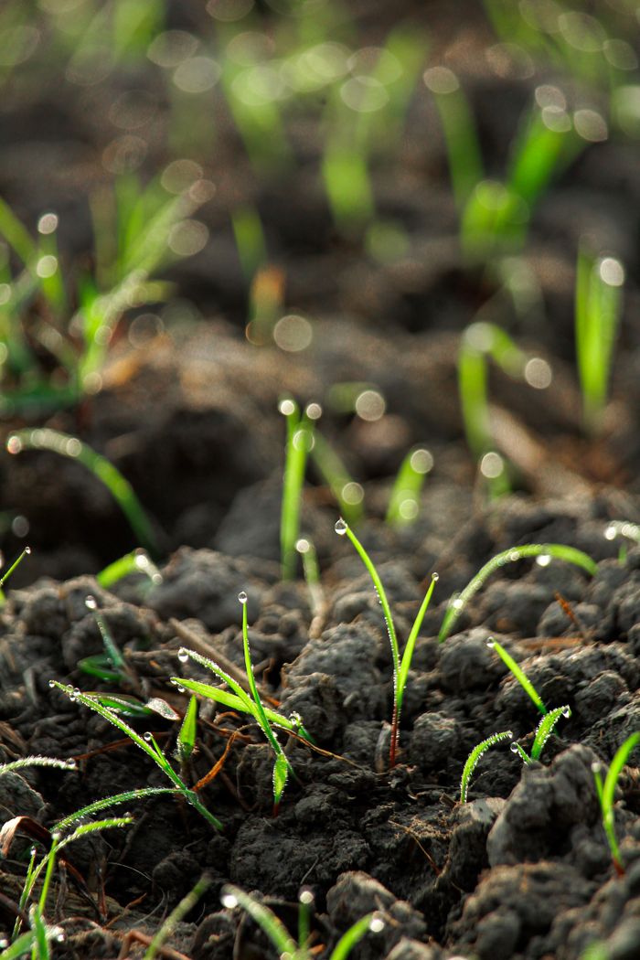Seedlings rooting into soil