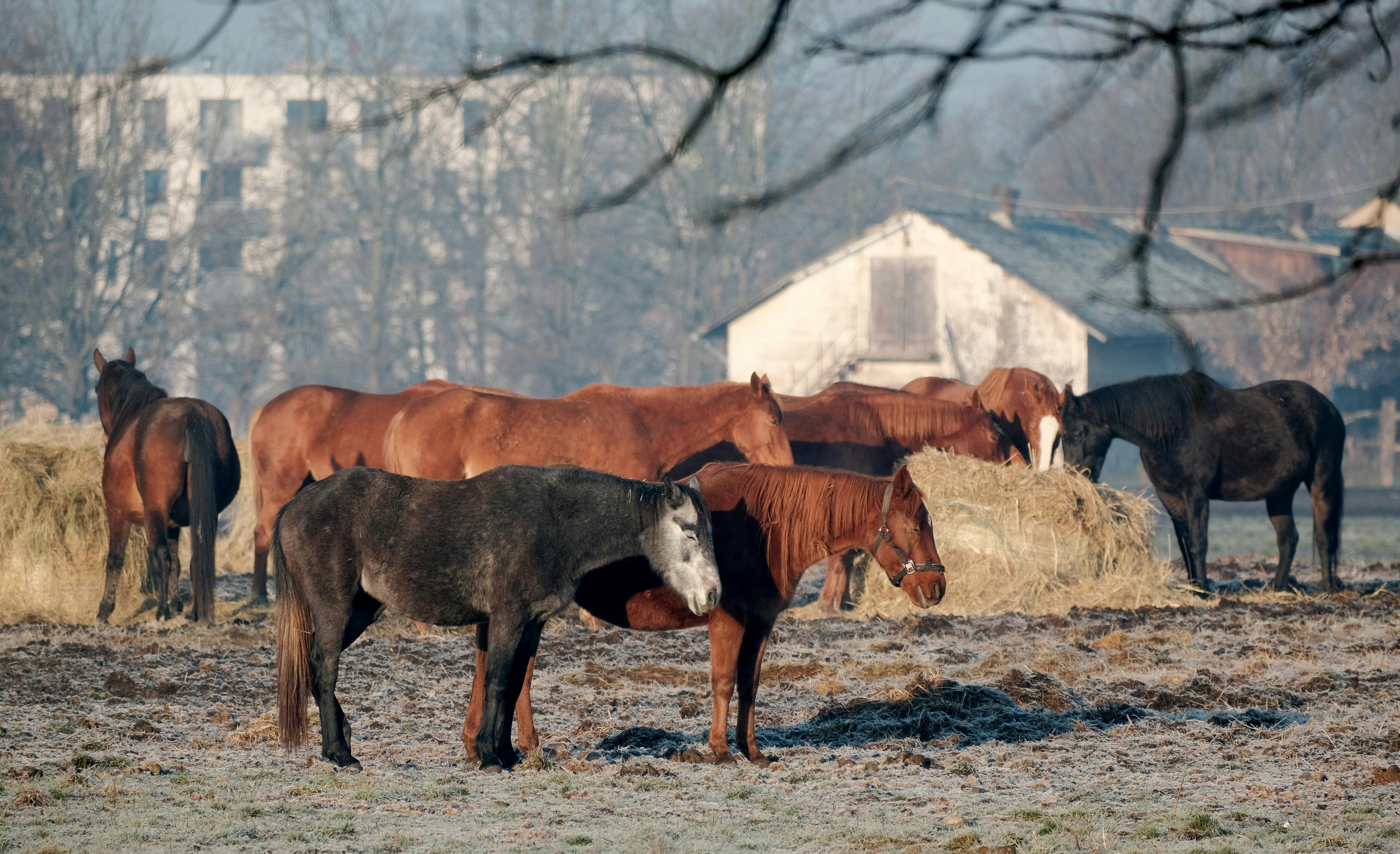 winter hoof care tips for horses