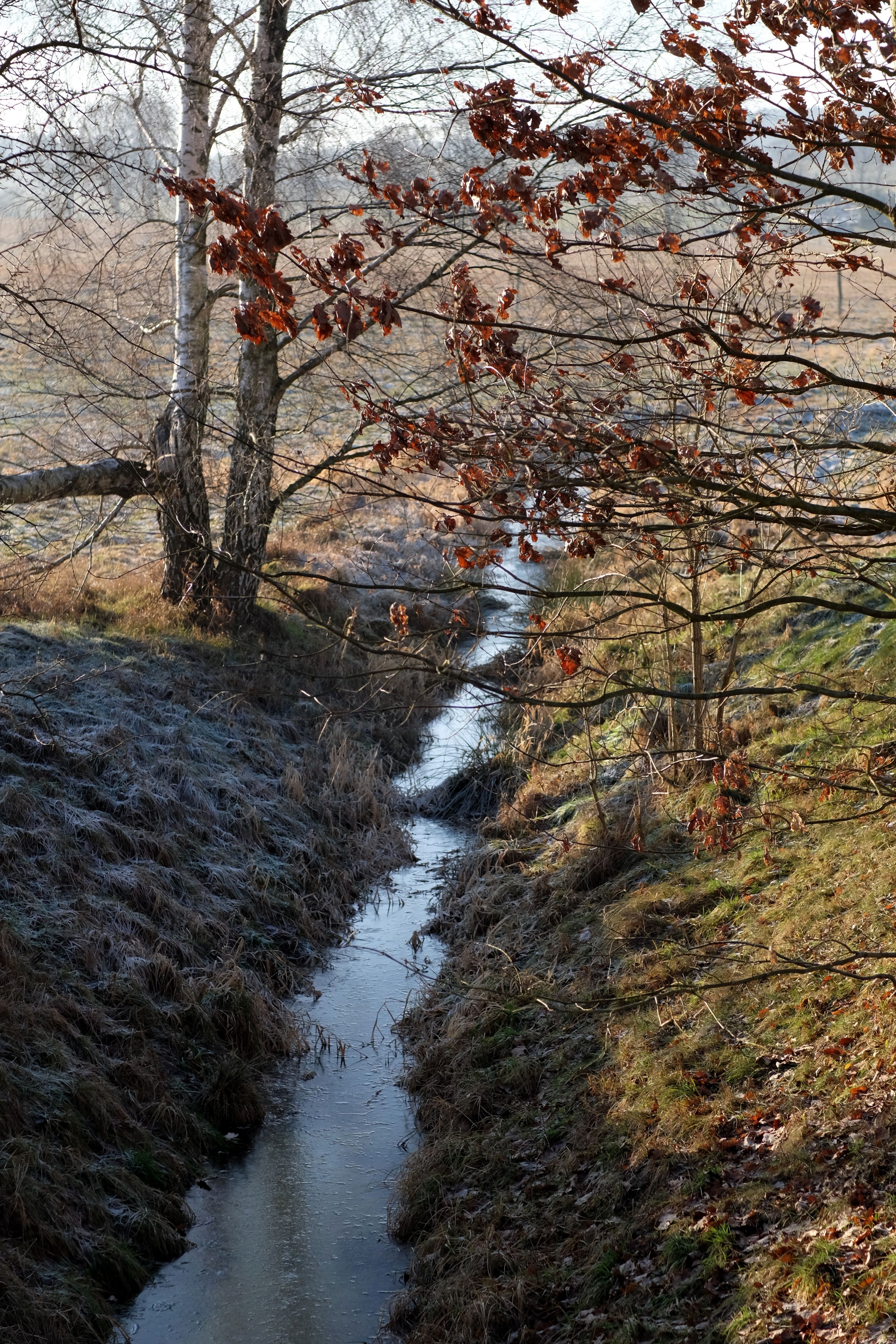 Een kalme winterbeek stroomt door een bevroren weide, omgeven door kale bomen.