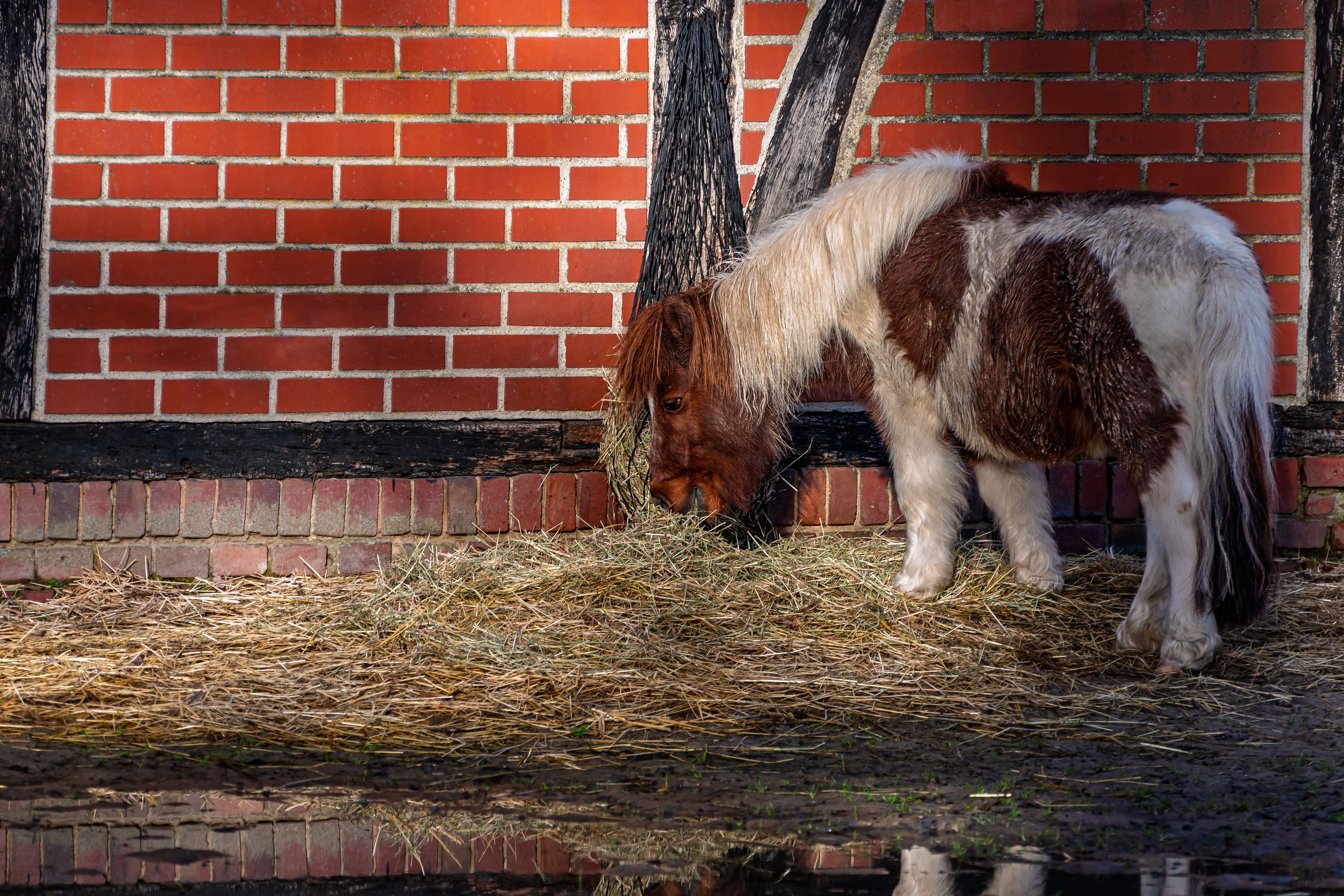Shetland pony grazing on hay by a rustic brick wall in Coesfeld, Germany.
