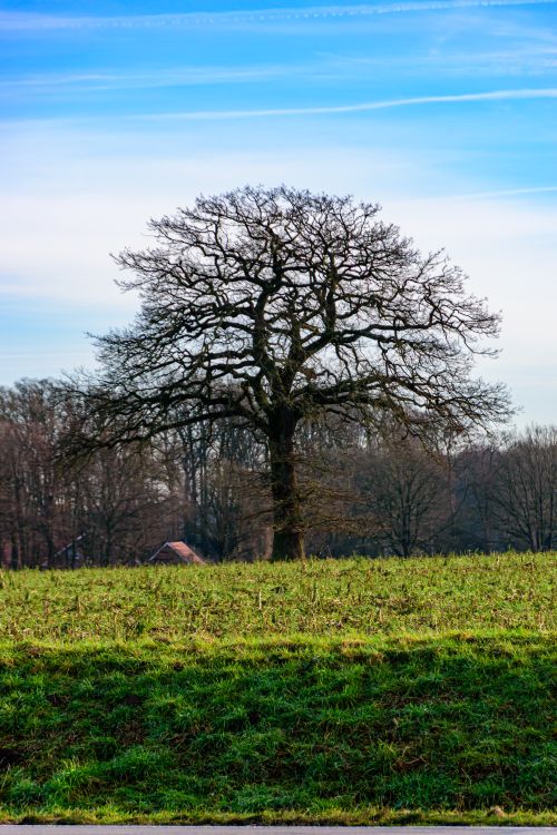 Free A solitary oak tree standing in a lush green field under a clear blue sky. Stock Photo