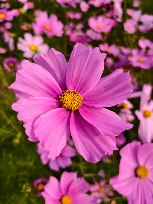 Free Vibrant pink cosmos flower blooming among lush green foliage. Perfect for floral decor. Stock Photo
