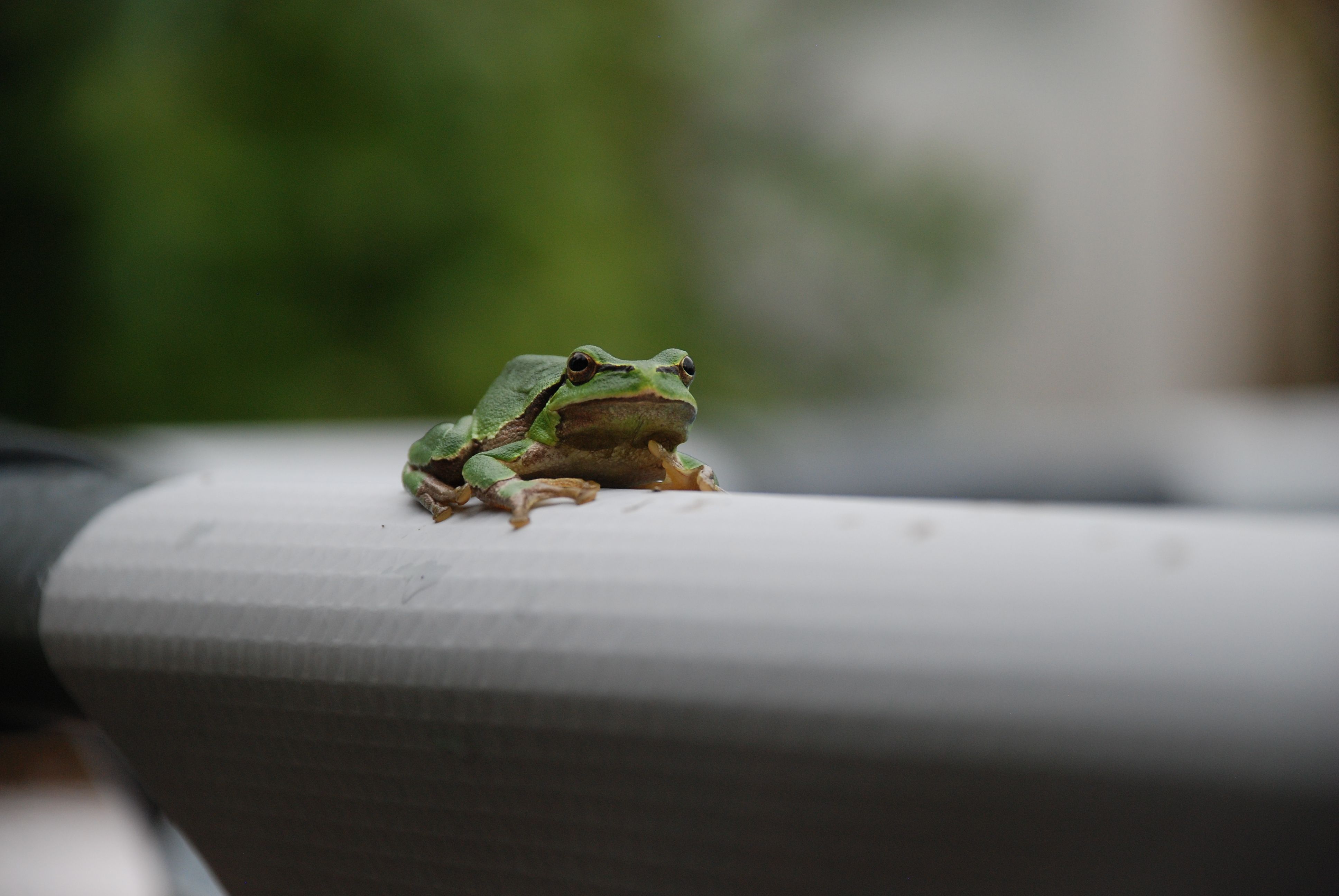A vibrant green frog resting on a pipe in an outdoor setting with blurred foliage.