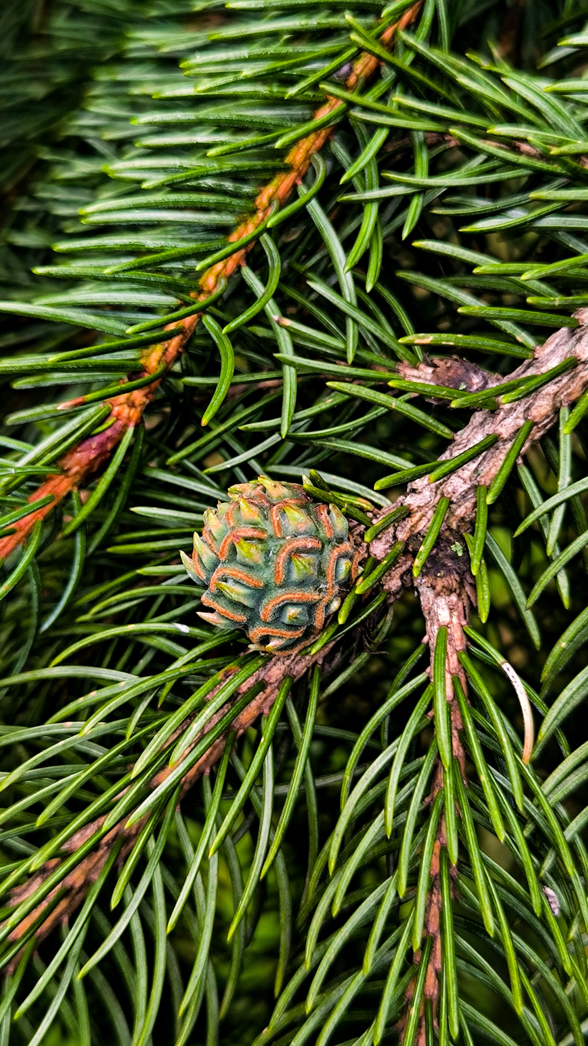 Detailed view of a pine branch with a young cone, highlighting vibrant green needles and natural textures.