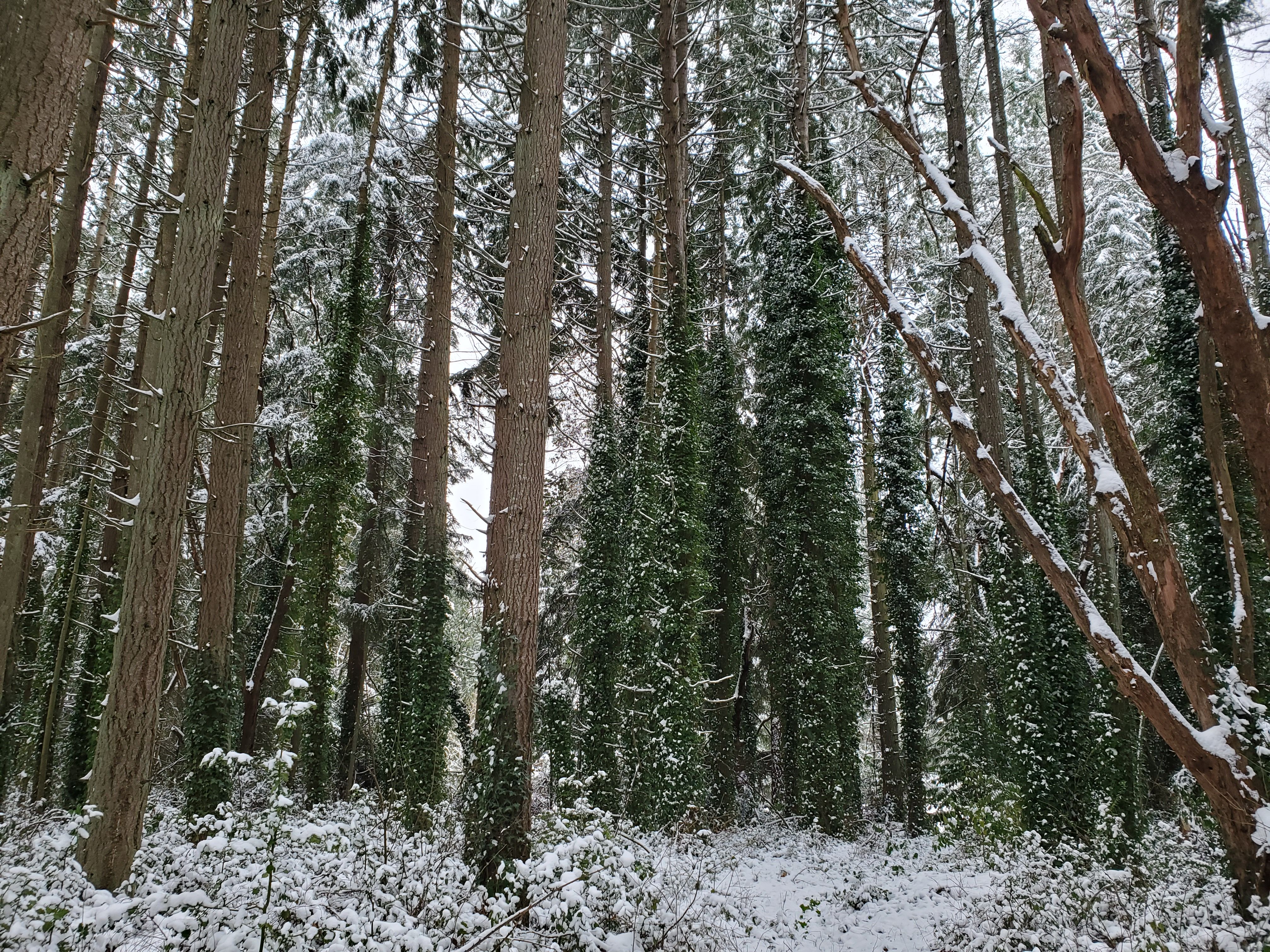 Snowy Forest with Tall Evergreen Trees · Free Stock Photo