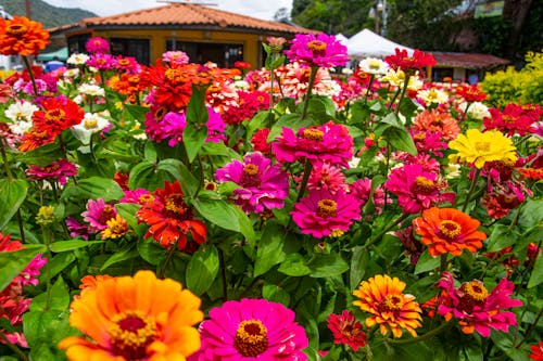 feria de flores 的 免費圖庫相片