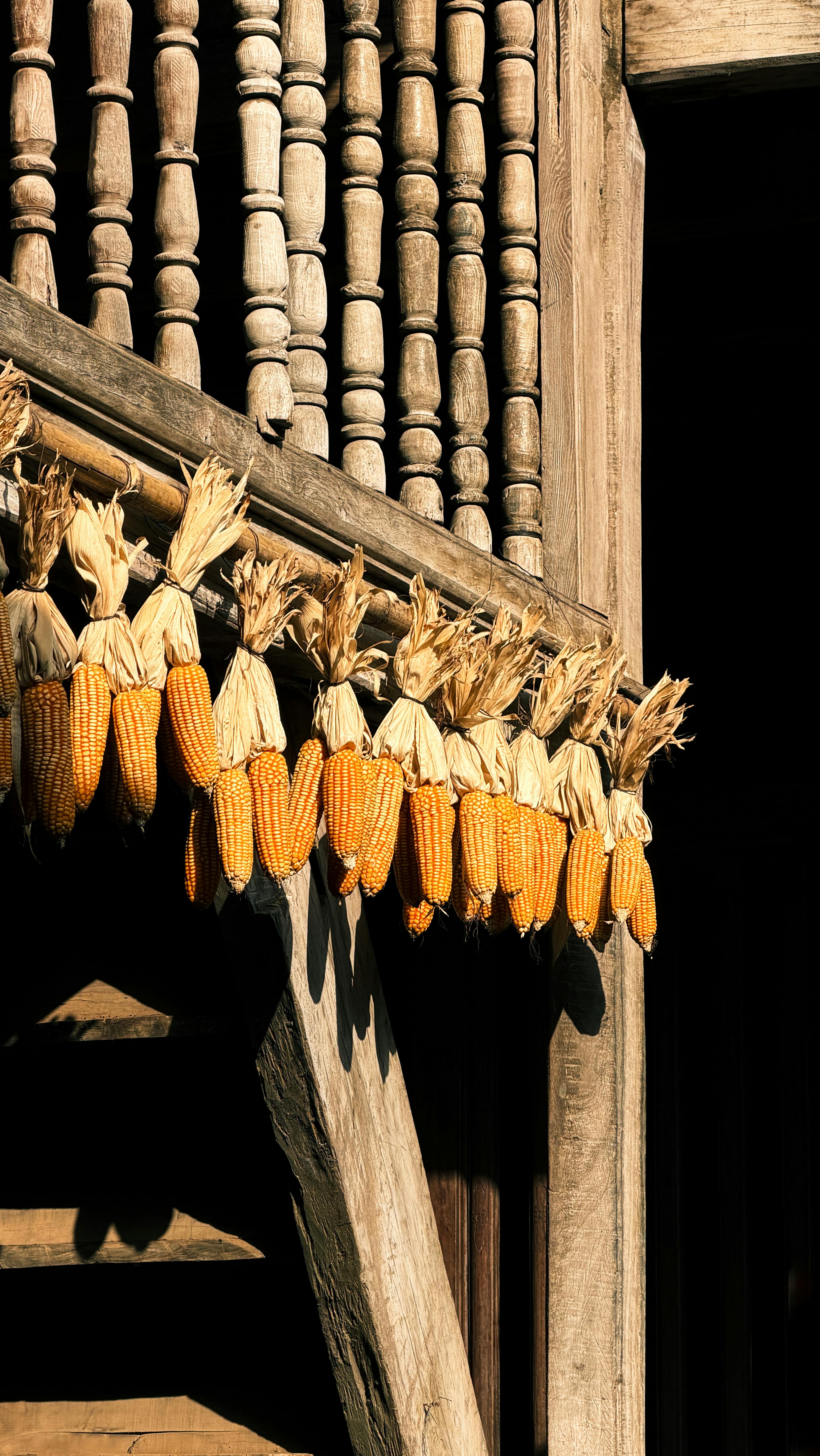 Yellow corn cobs drying on a rustic wooden house in Hà Giang, Vietnam, capturing traditional agriculture.