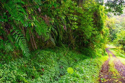 sendero los quetzales, 叢林, 小路 的 免費圖庫相片