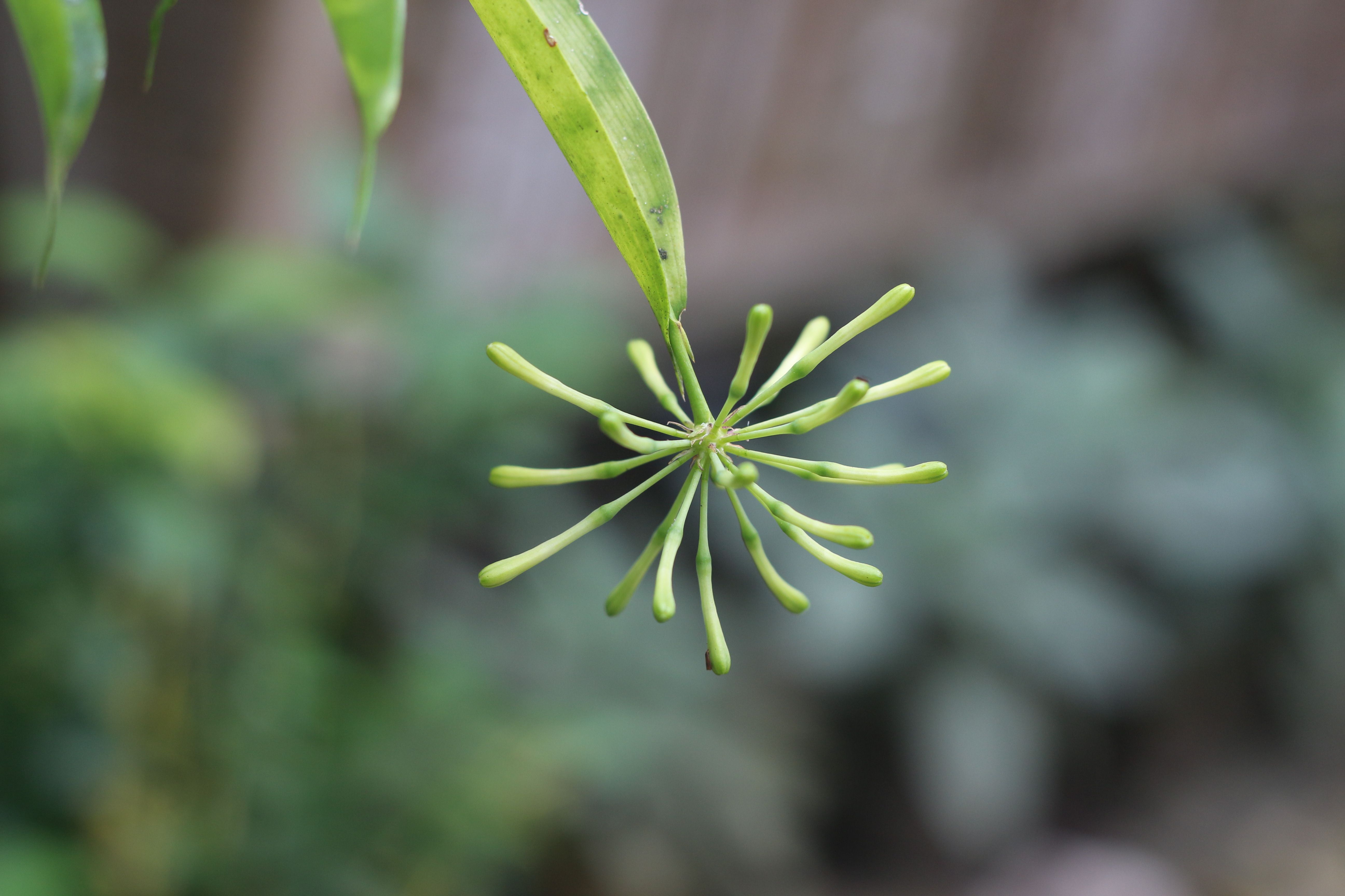 Hoya retusa