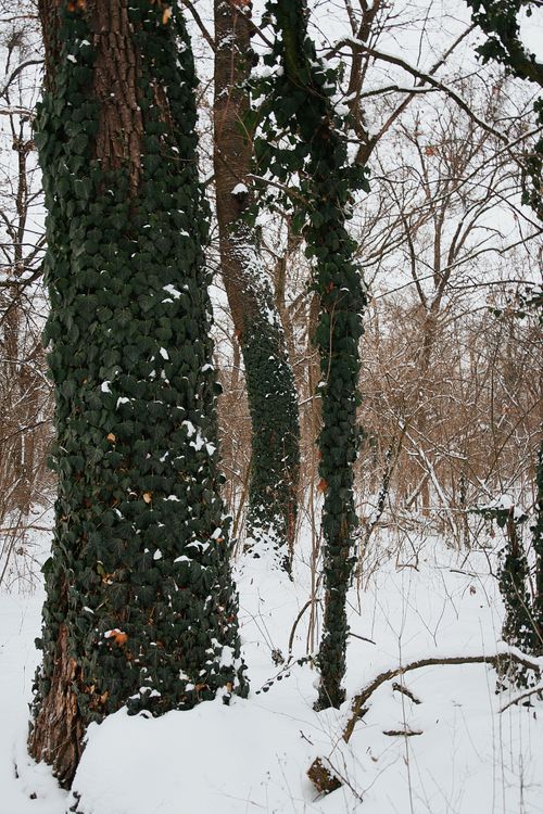 Free Peaceful winter forest in Hungary, showcasing snow-draped ivy-covered trees. Stock Photo
