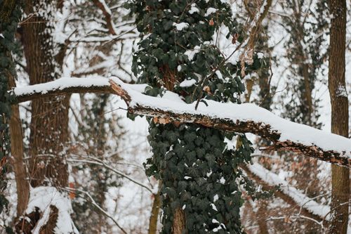 Free A serene winter scene of snow-covered trees in a Hungarian forest. Stock Photo