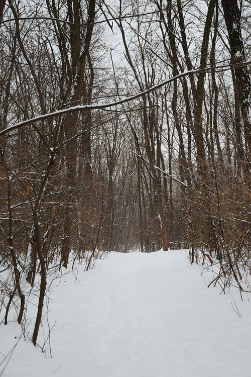 Free Serene snowy path through a winter forest in Hungary. Peaceful and quiet ambiance. Stock Photo