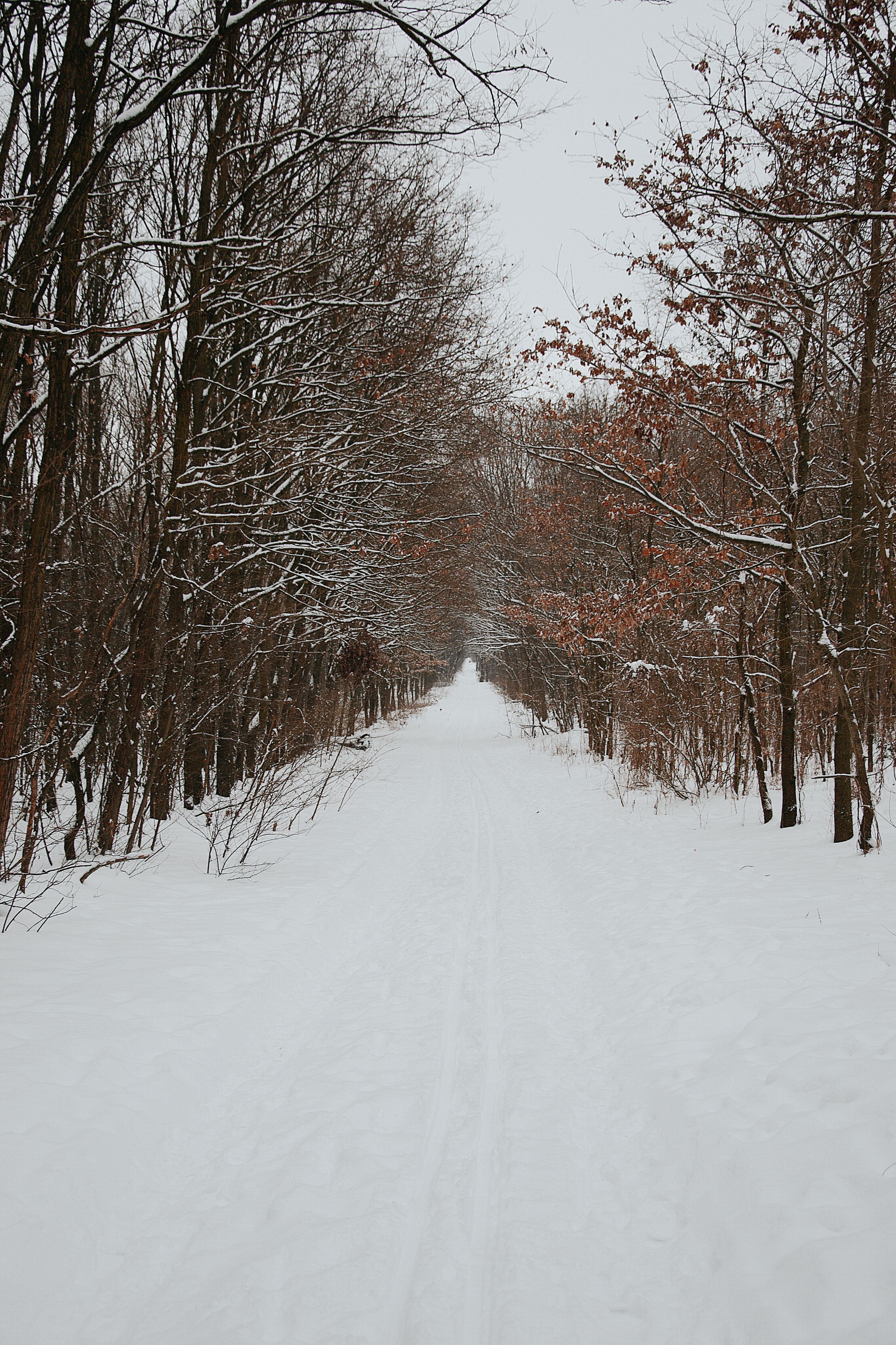 Tranquil Snow-Covered Forest Path in Winter · Free Stock Photo