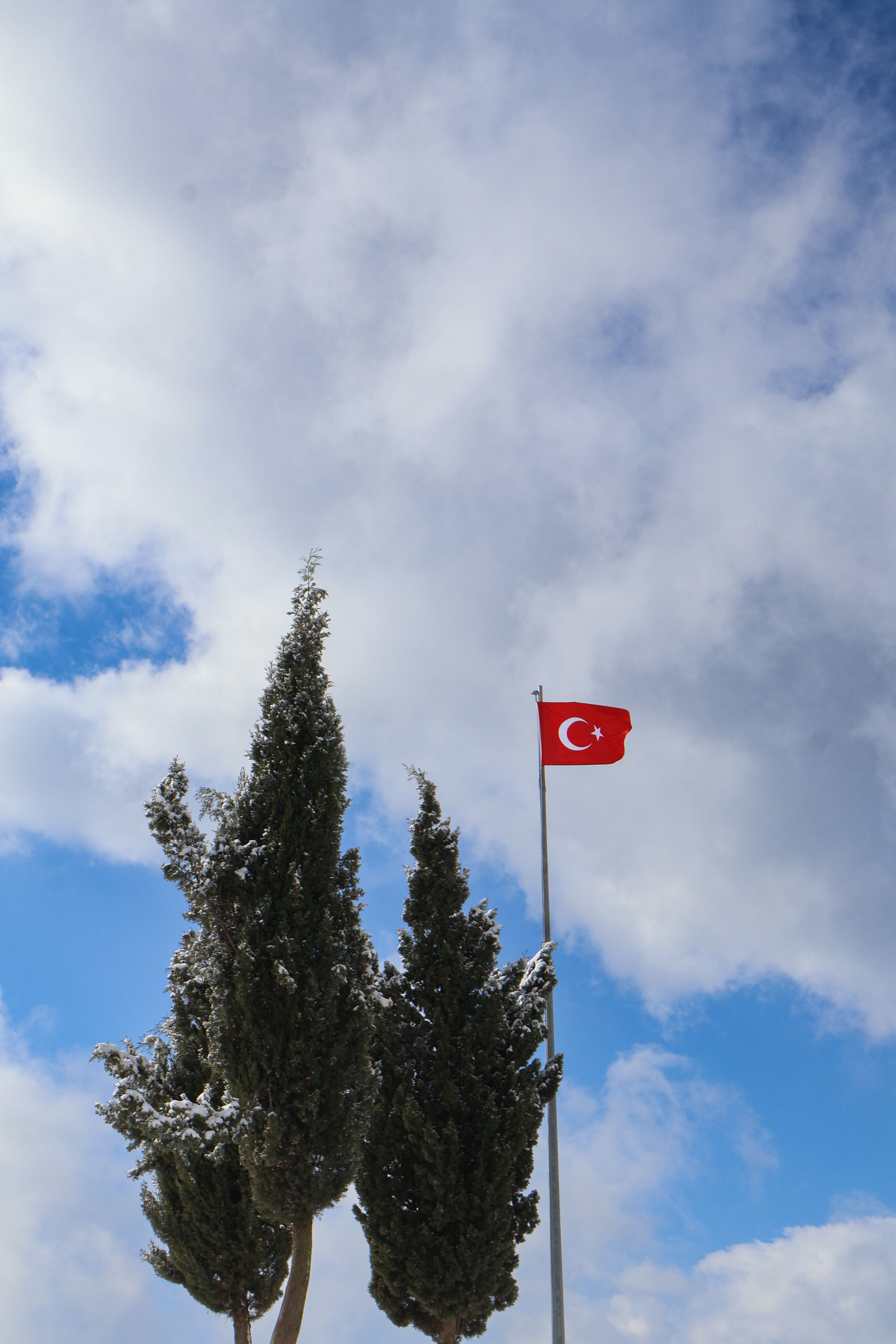 Turkish Tree Photos, Download The BEST Free Turkish Tree Stock Photos ...