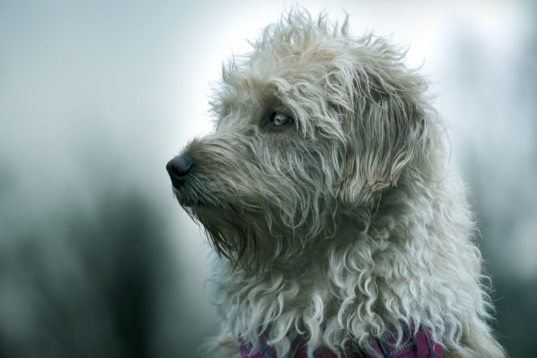 Veterinary care for a dog