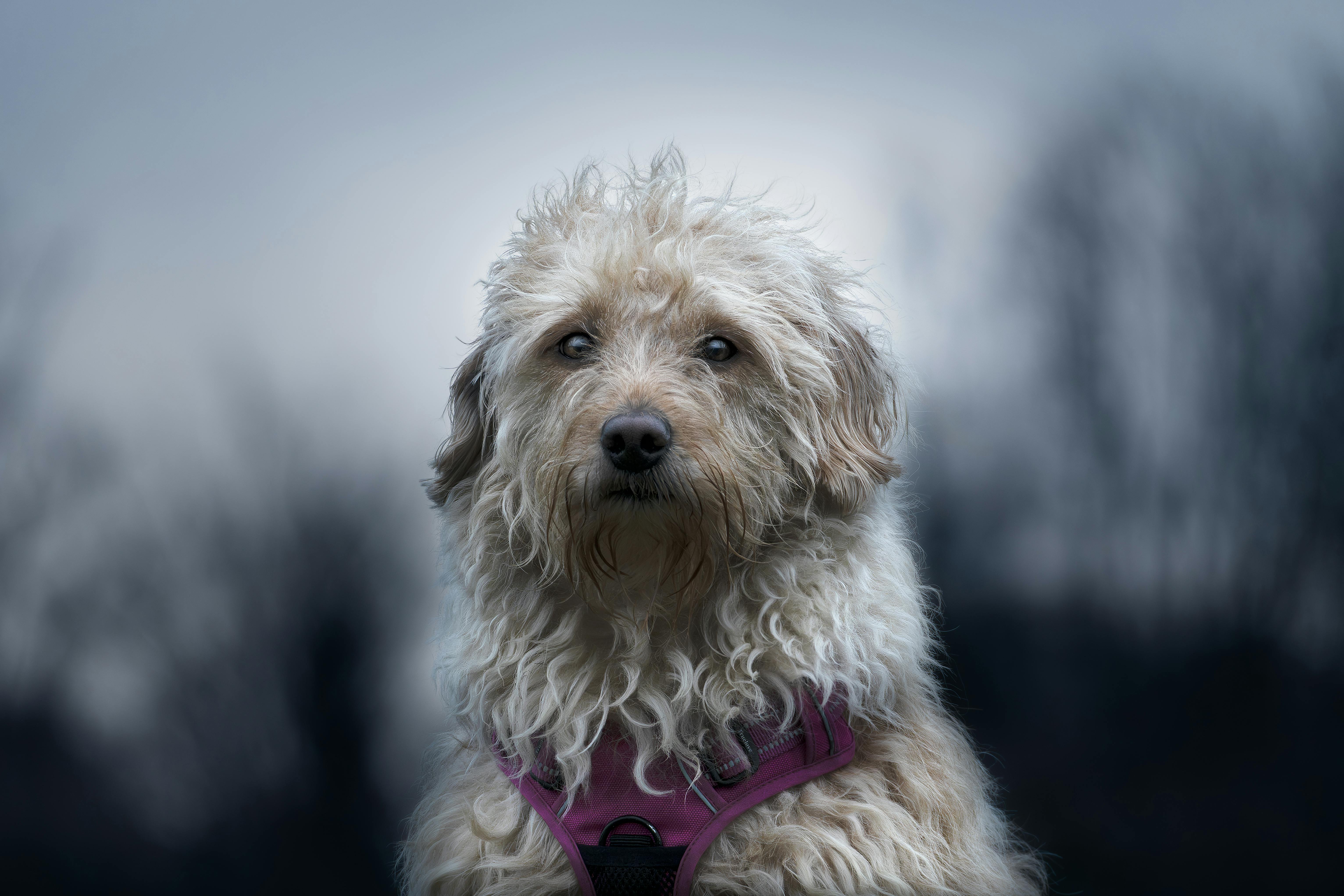 pet care, pet health, pet safety, pet grooming — Photo by Karl  Byron on Pexels
