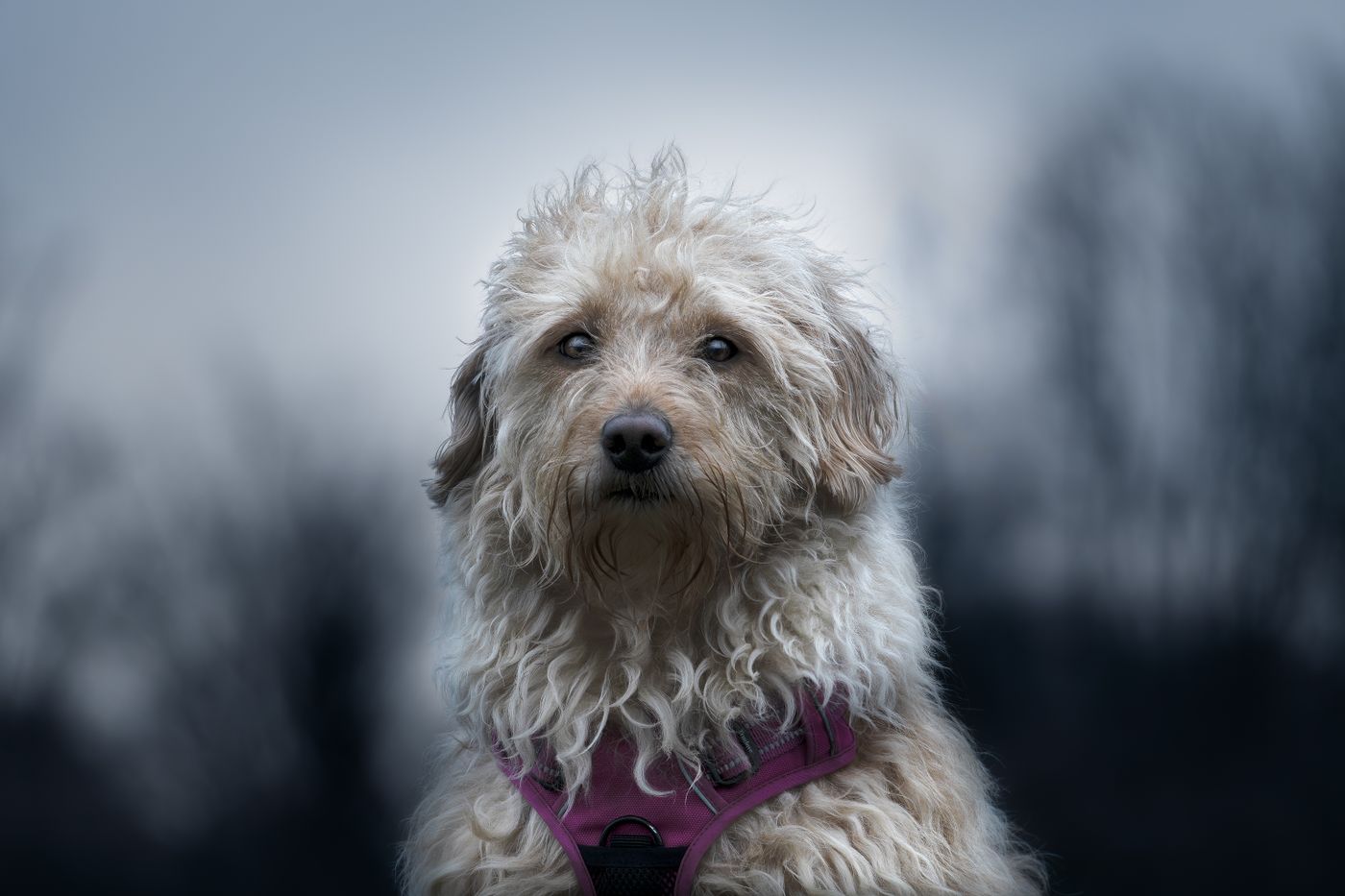 Fluffy dog wearing a pink harness while sitting outdoors
