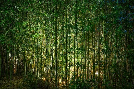 Strahlender Wald & Nacht – Anime-Stil Hintergrundbild