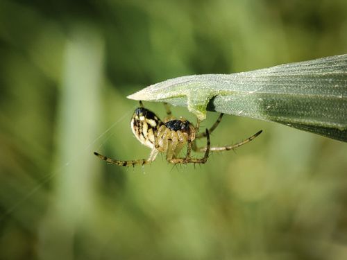 Free Detailed macro of a spider hanging from a leaf, highlighting natural textures. Stock Photo