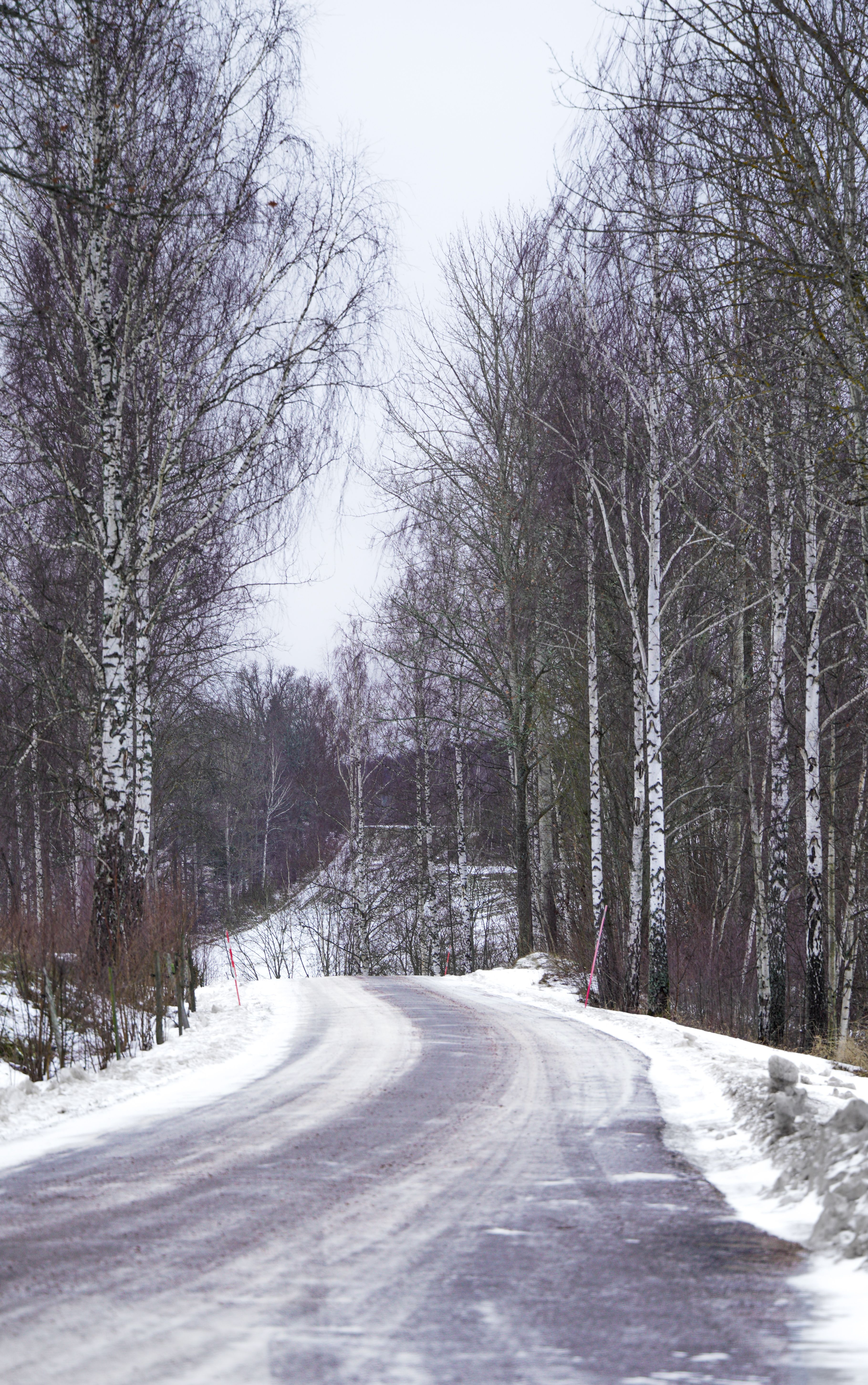 Snowy Winter Road Surrounded by Bare Birch Trees · Free Stock Photo